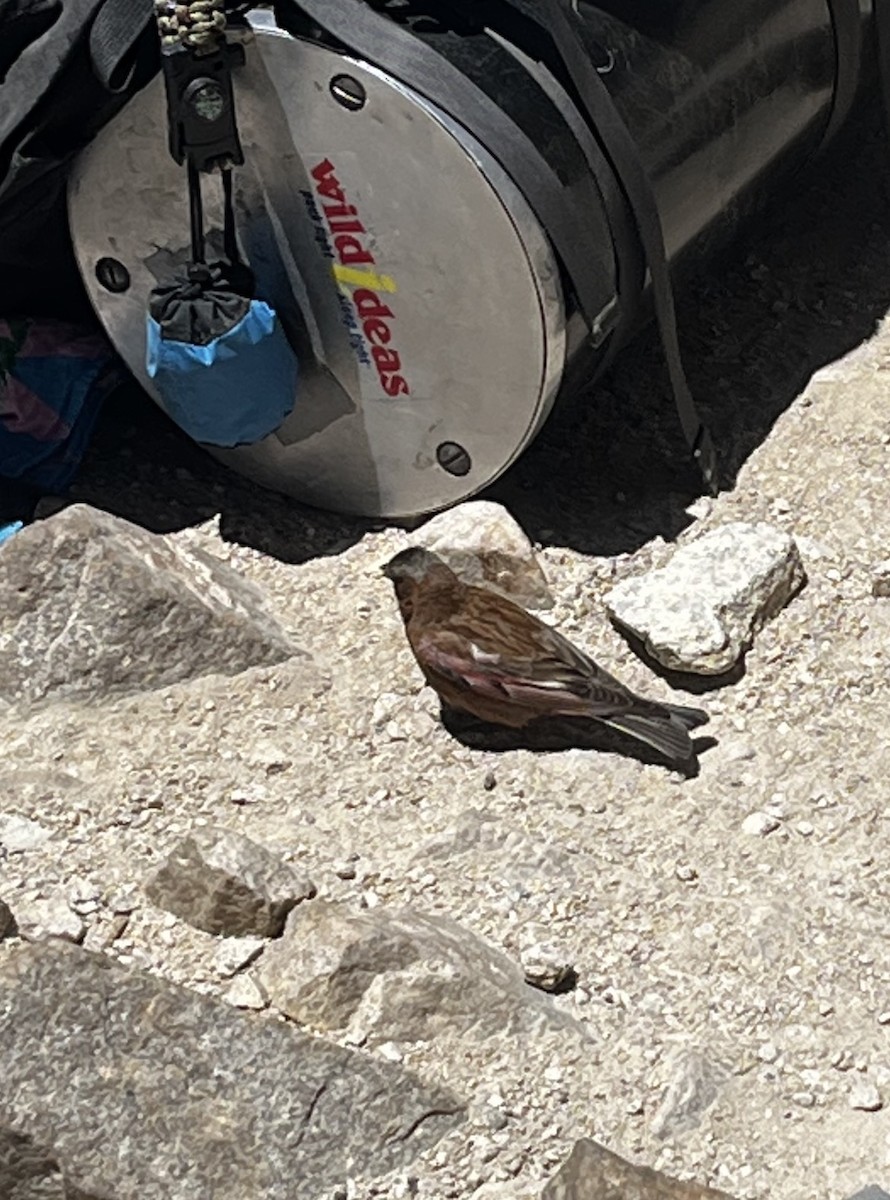 Gray-crowned Rosy-Finch - ML646589091