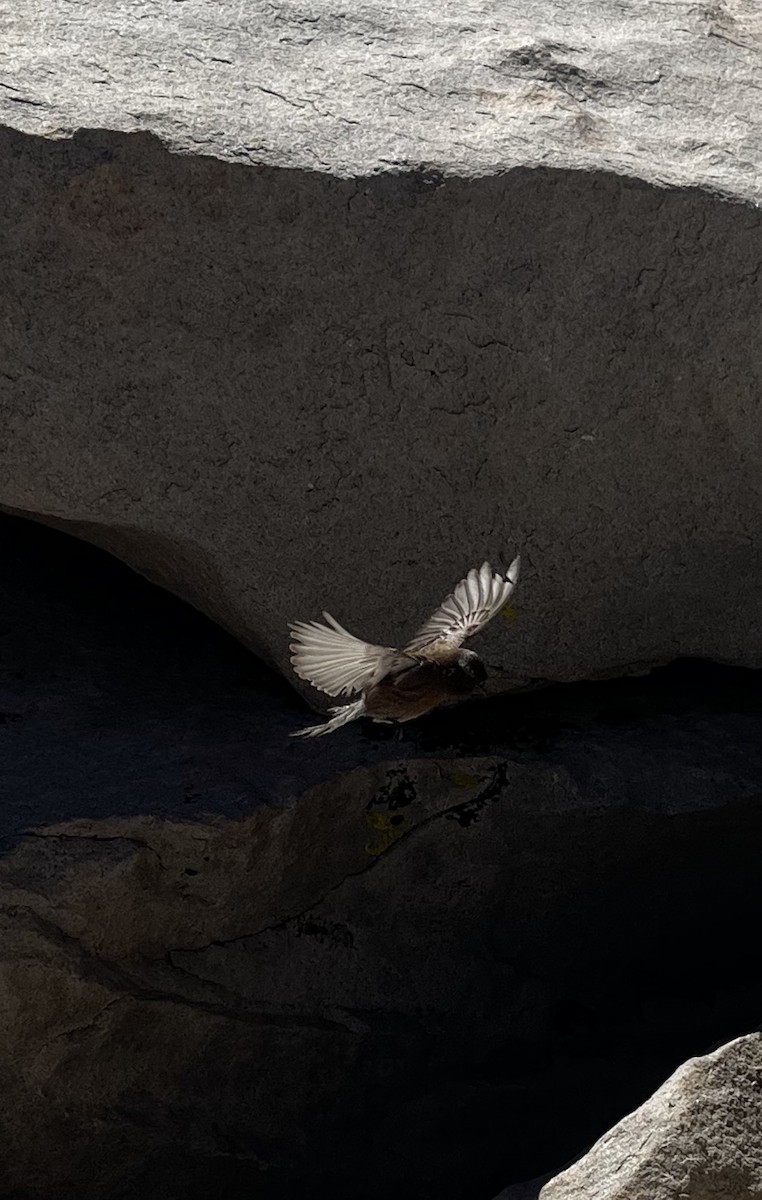 Gray-crowned Rosy-Finch - ML646589092