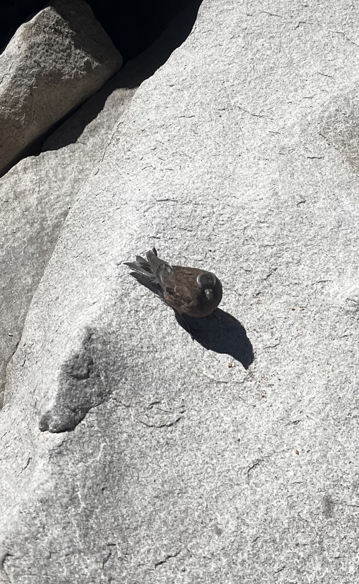 Gray-crowned Rosy-Finch - ML646589093