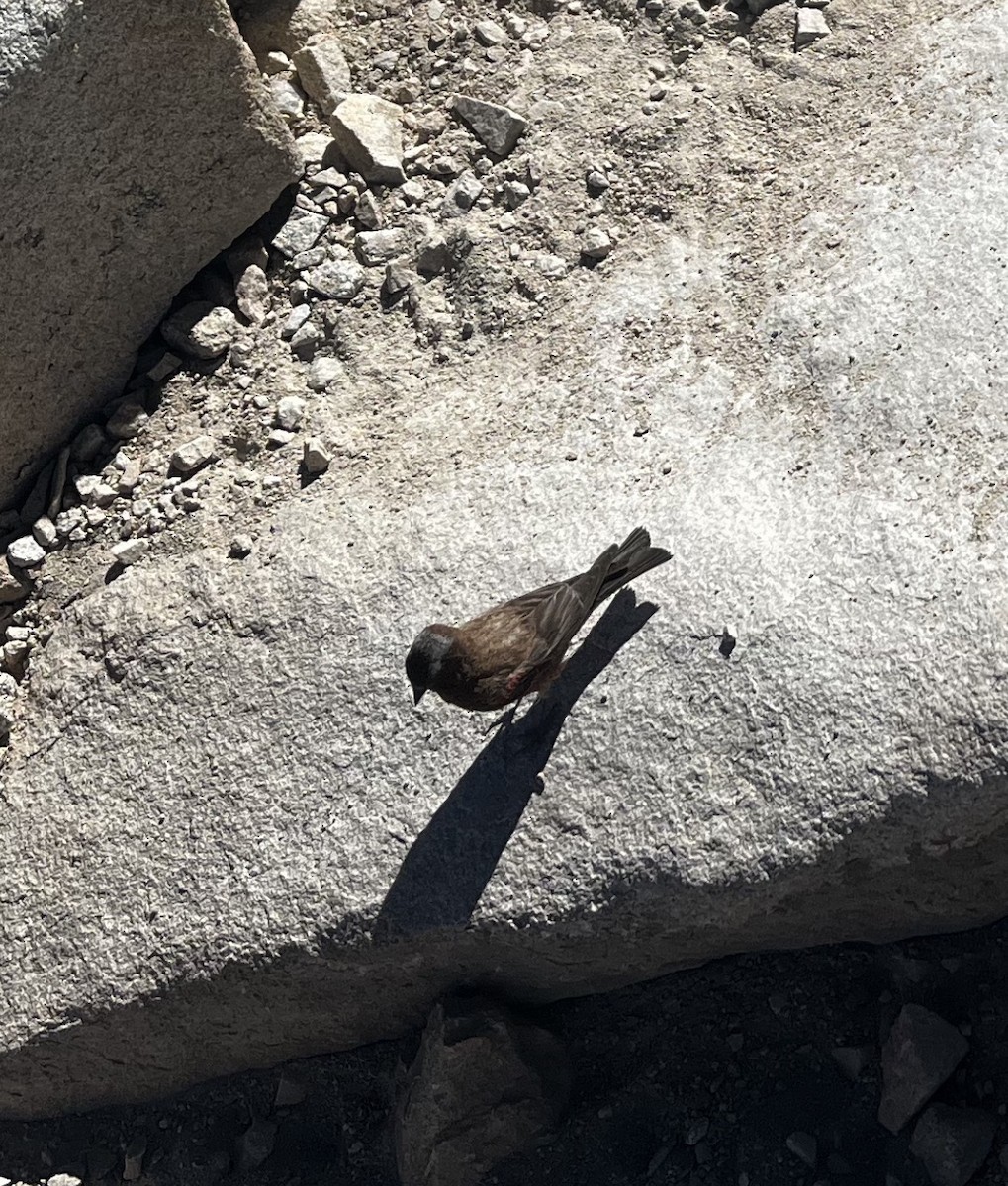 Gray-crowned Rosy-Finch - ML646589094