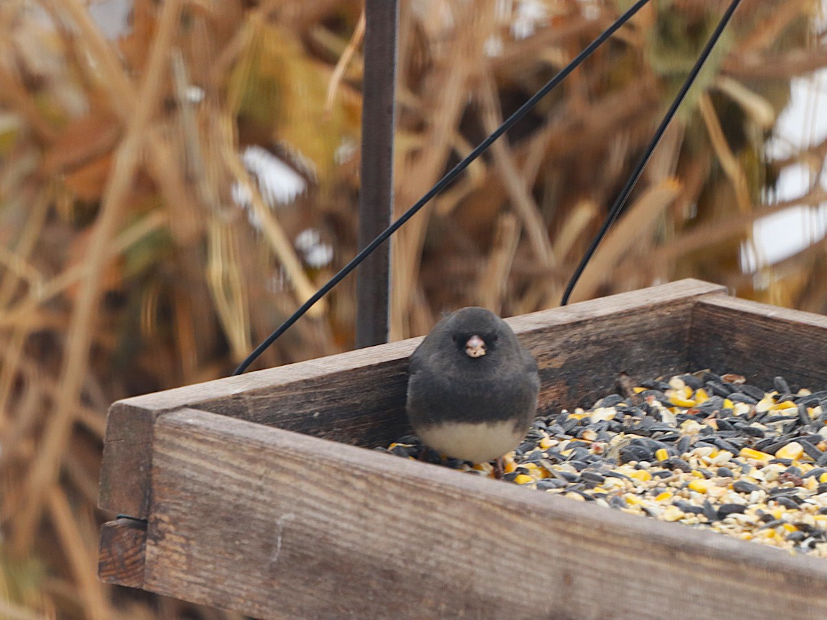 Dark-eyed Junco - ML646589100
