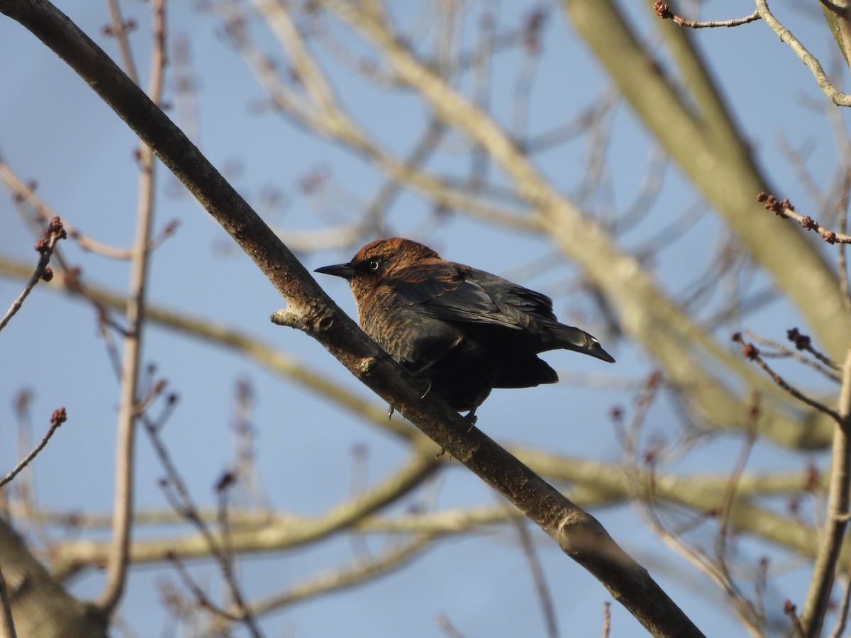 Rusty Blackbird - ML646589102
