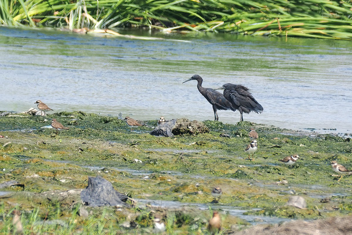 Black Heron - ML646589104