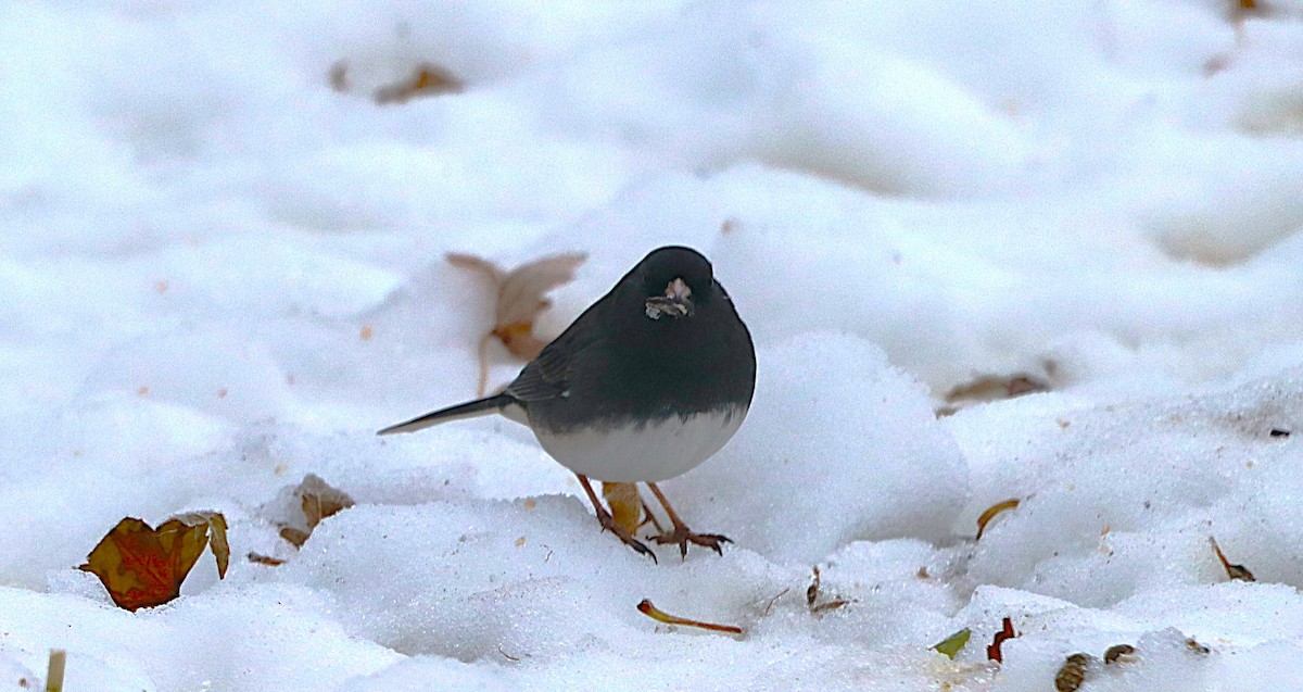 Dark-eyed Junco - ML646589105