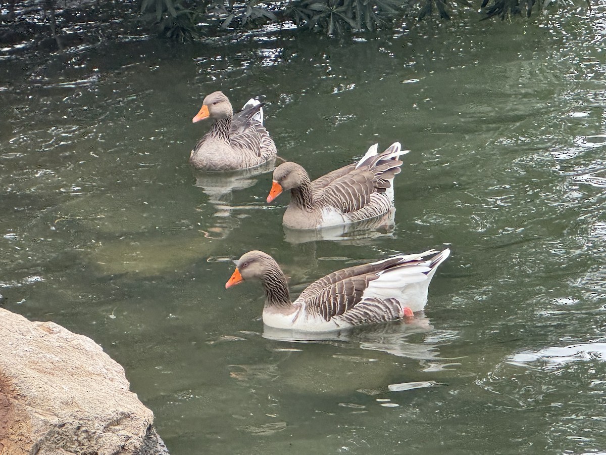 Graylag Goose - ML646589106