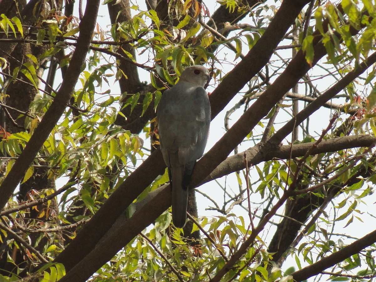 タカサゴダカ - ML646589107