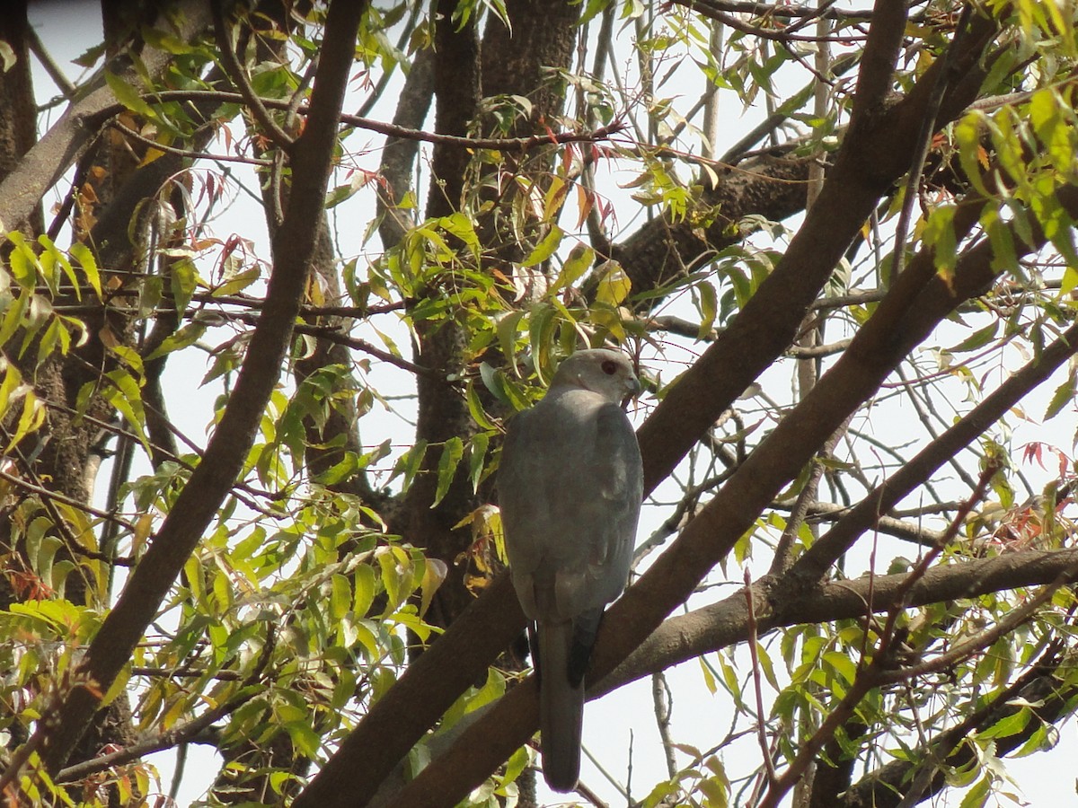 タカサゴダカ - ML646589108