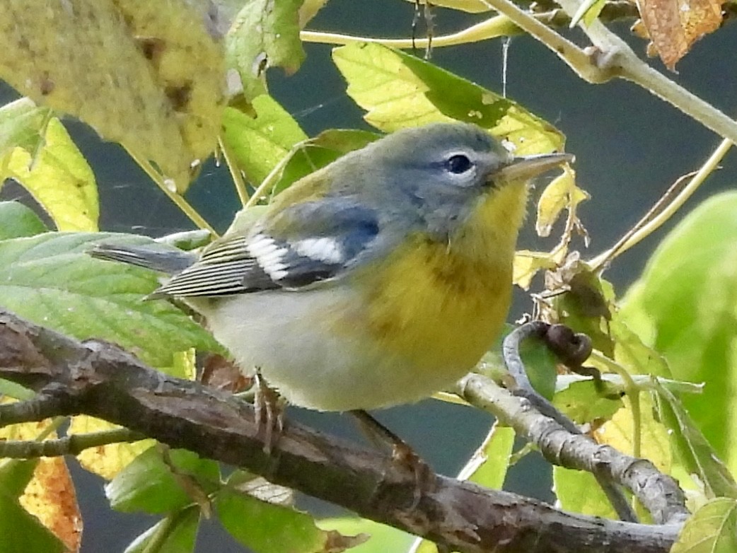 Kuzeyli Parula - ML646589111