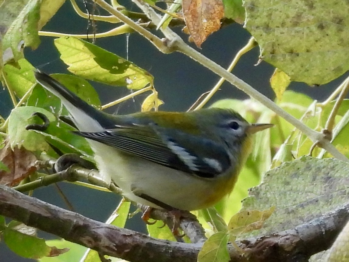 Kuzeyli Parula - ML646589112