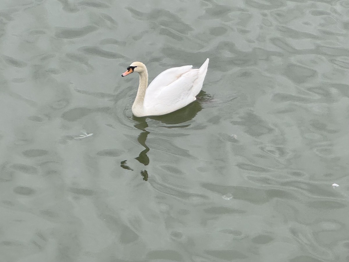 Mute Swan - ML646589116