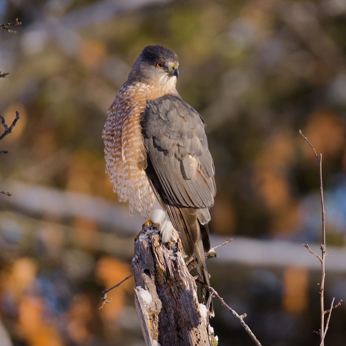 Cooper's Hawk - ML646589117