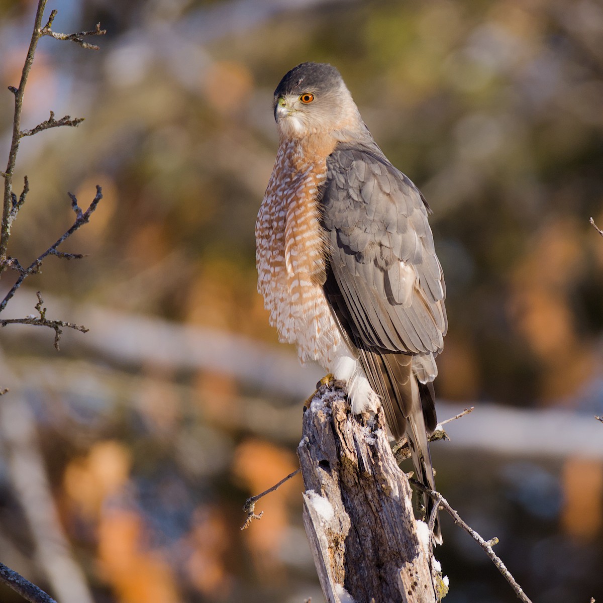 Cooper's Hawk - ML646589118