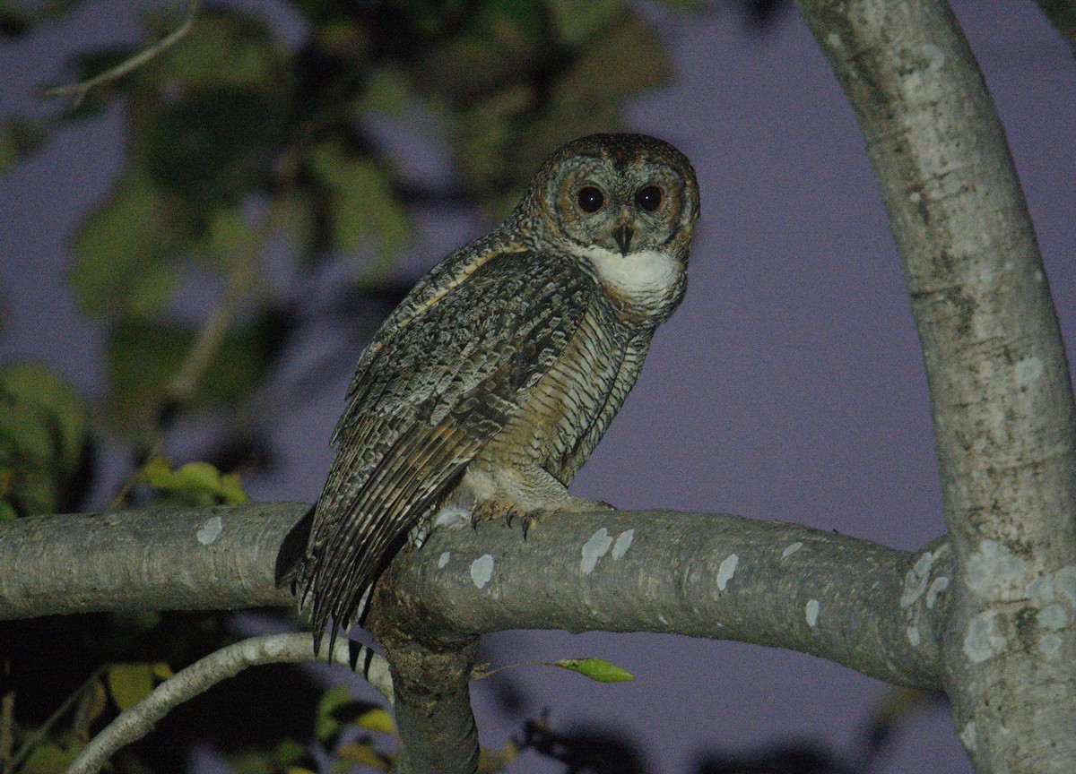 Mottled Wood-Owl - ML646589122