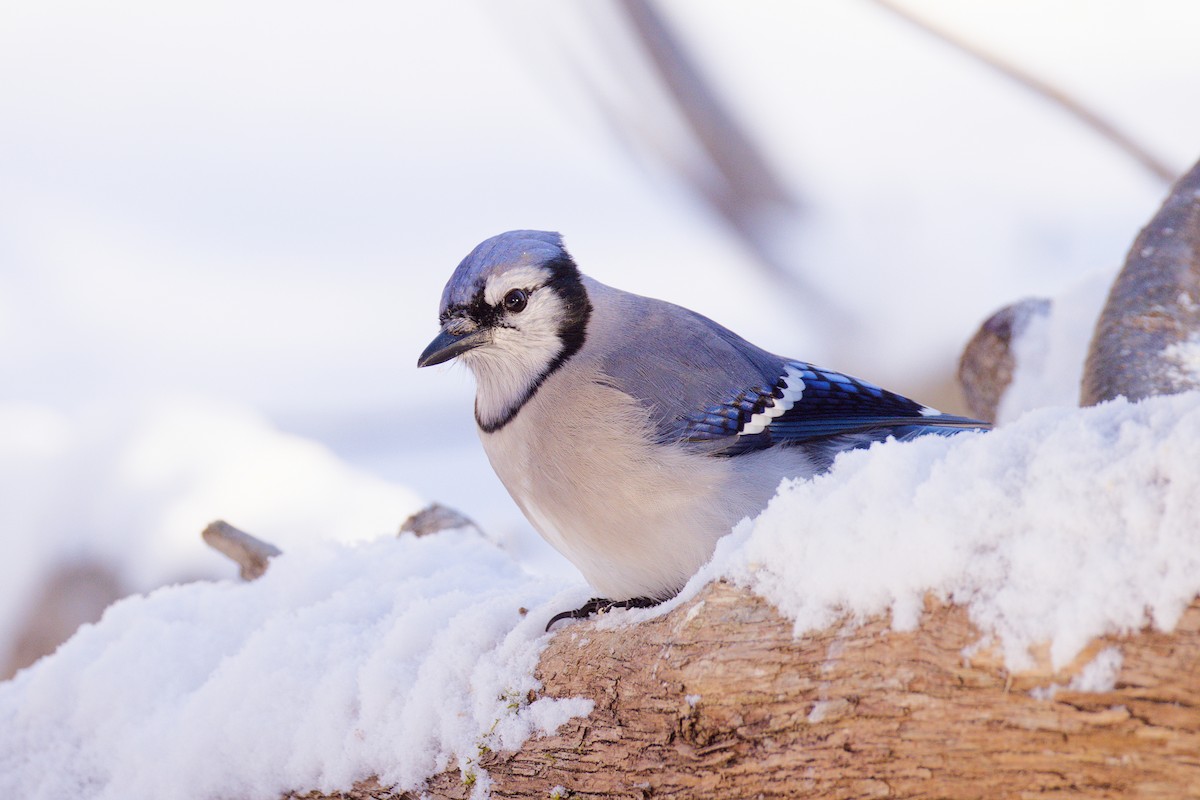 Blauhäher - ML646589124