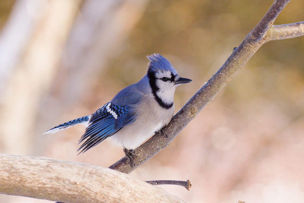 Blauhäher - ML646589125