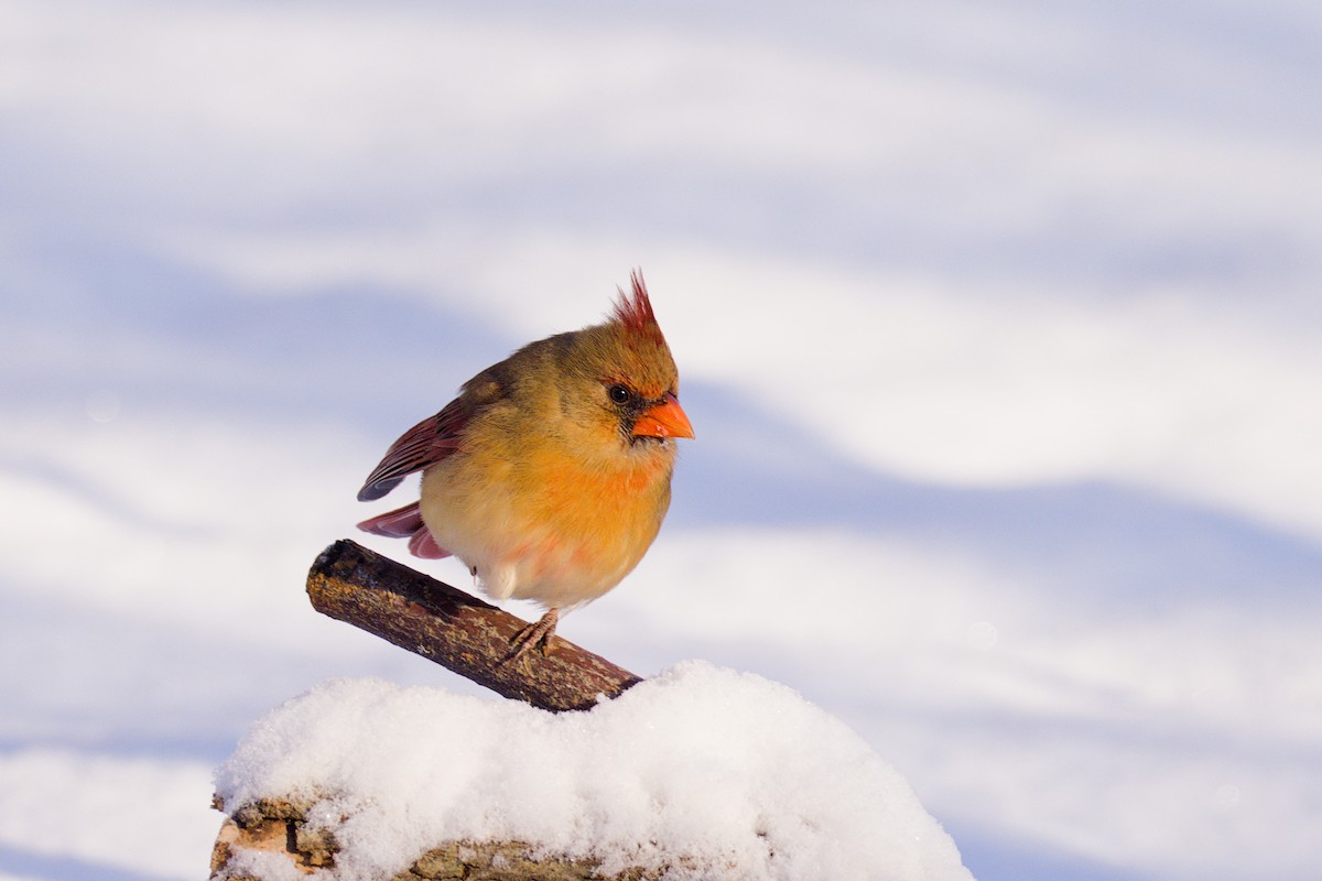 Rotkardinal - ML646589127