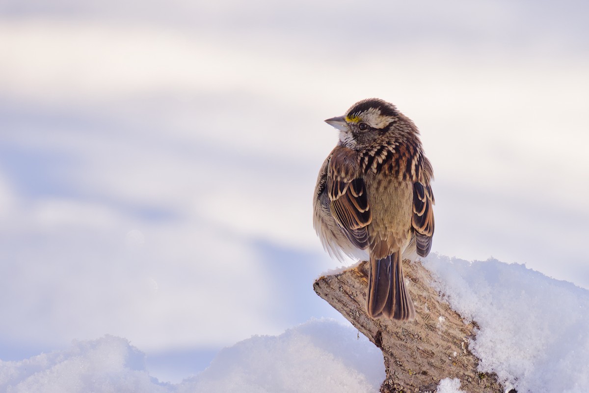 Weißkehlammer - ML646589128