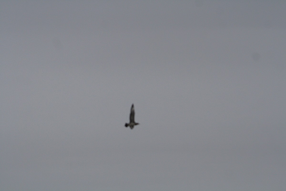 Schmarotzerraubmöwe - ML646589129