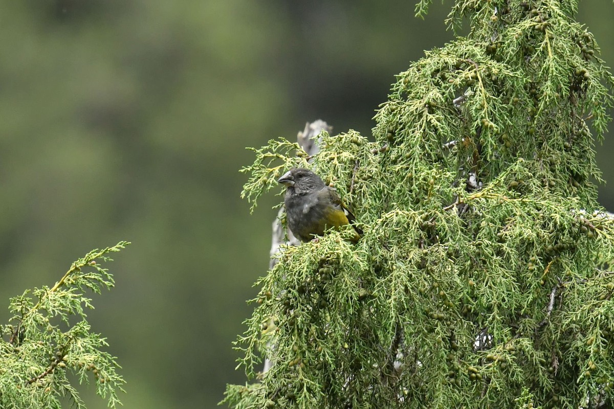White-winged Grosbeak - ML646589130