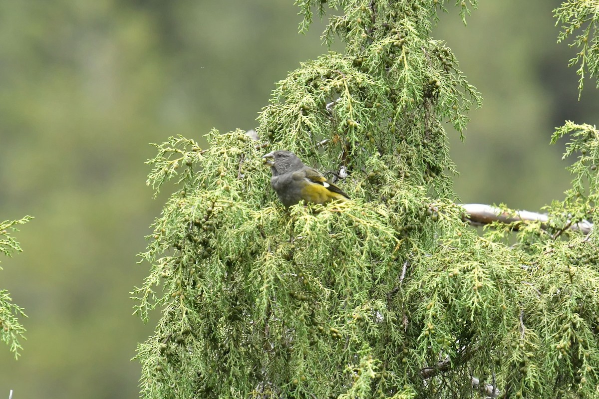 White-winged Grosbeak - ML646589131