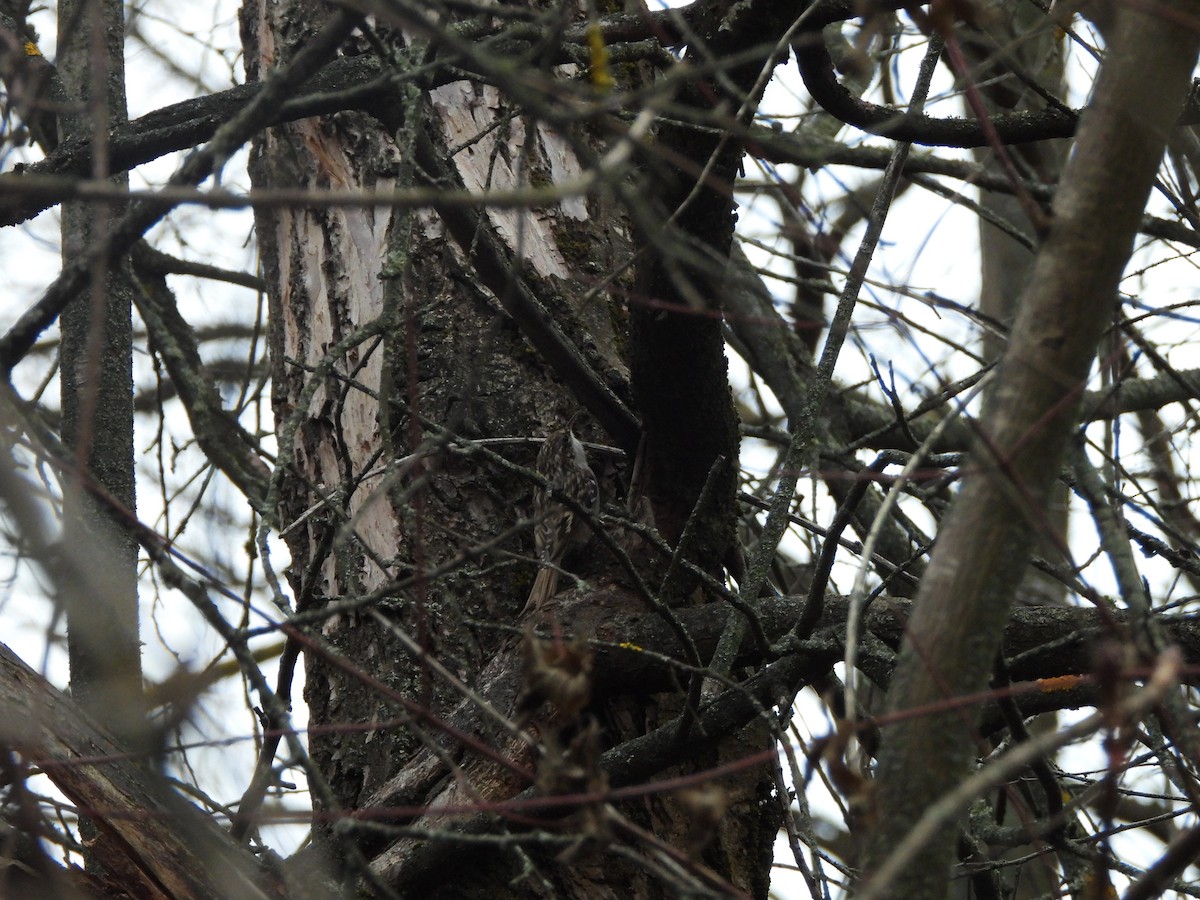 šoupálek krátkoprstý - ML646589132