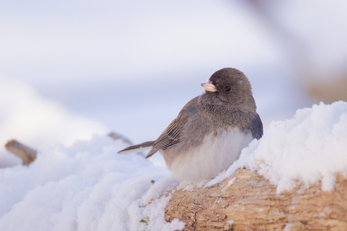 Winterammer - ML646589134