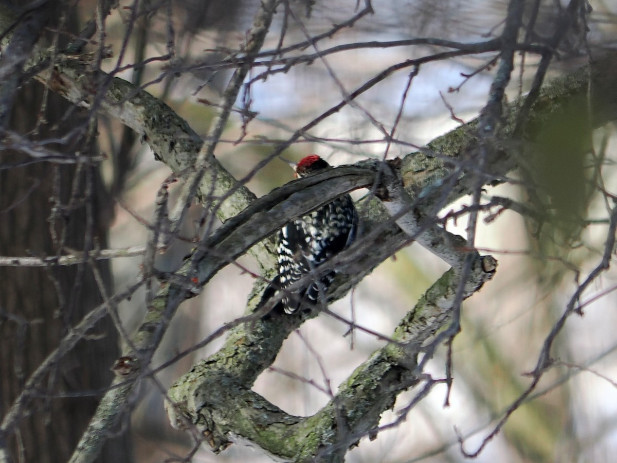 kanadasevjespett - ML646589135