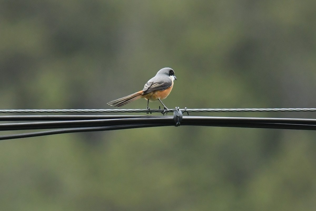 Tibetwürger - ML646589137