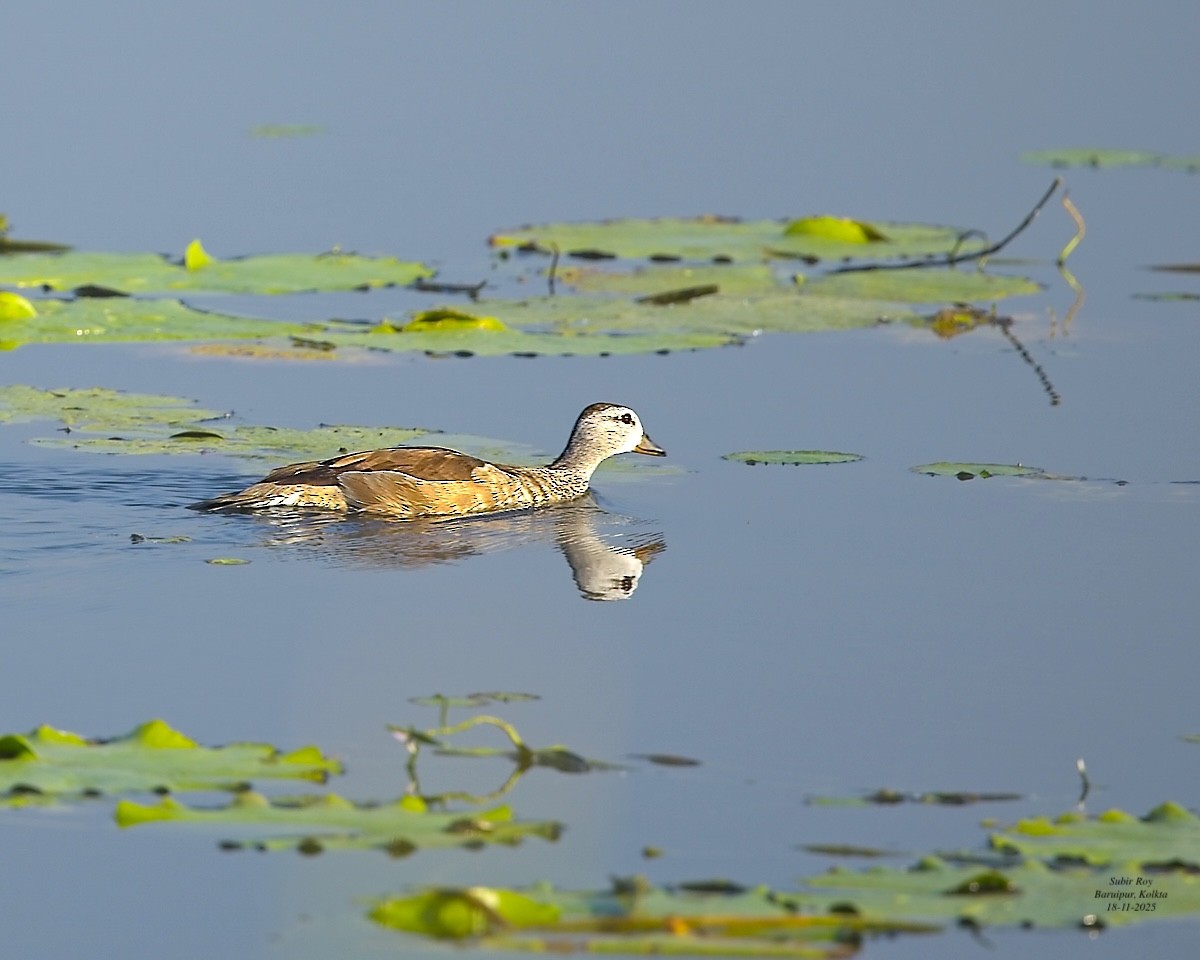 Cotton Pygmy-Goose - ML646589140