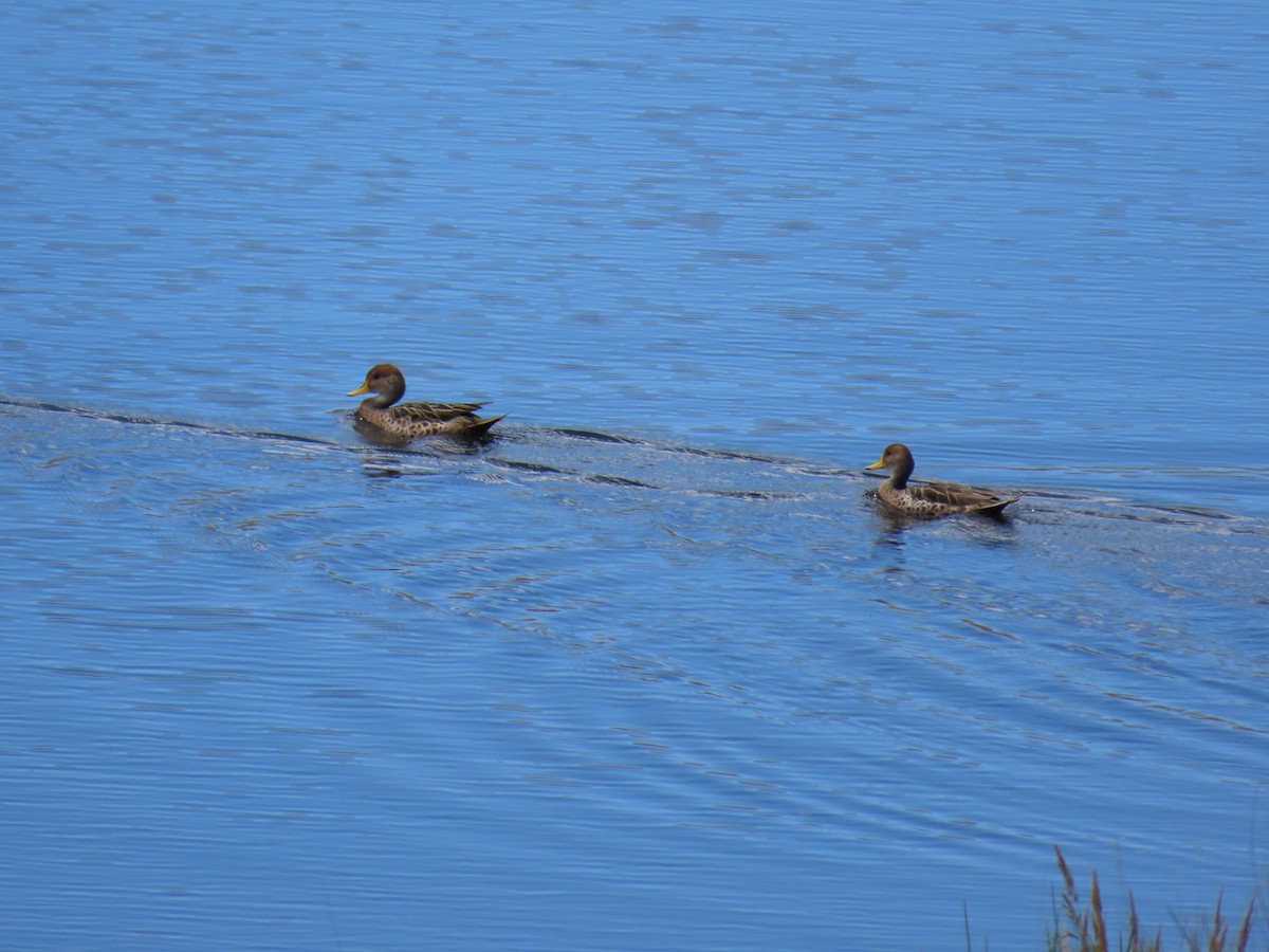 Sarı Gagalı Kılkuyruk - ML646589142