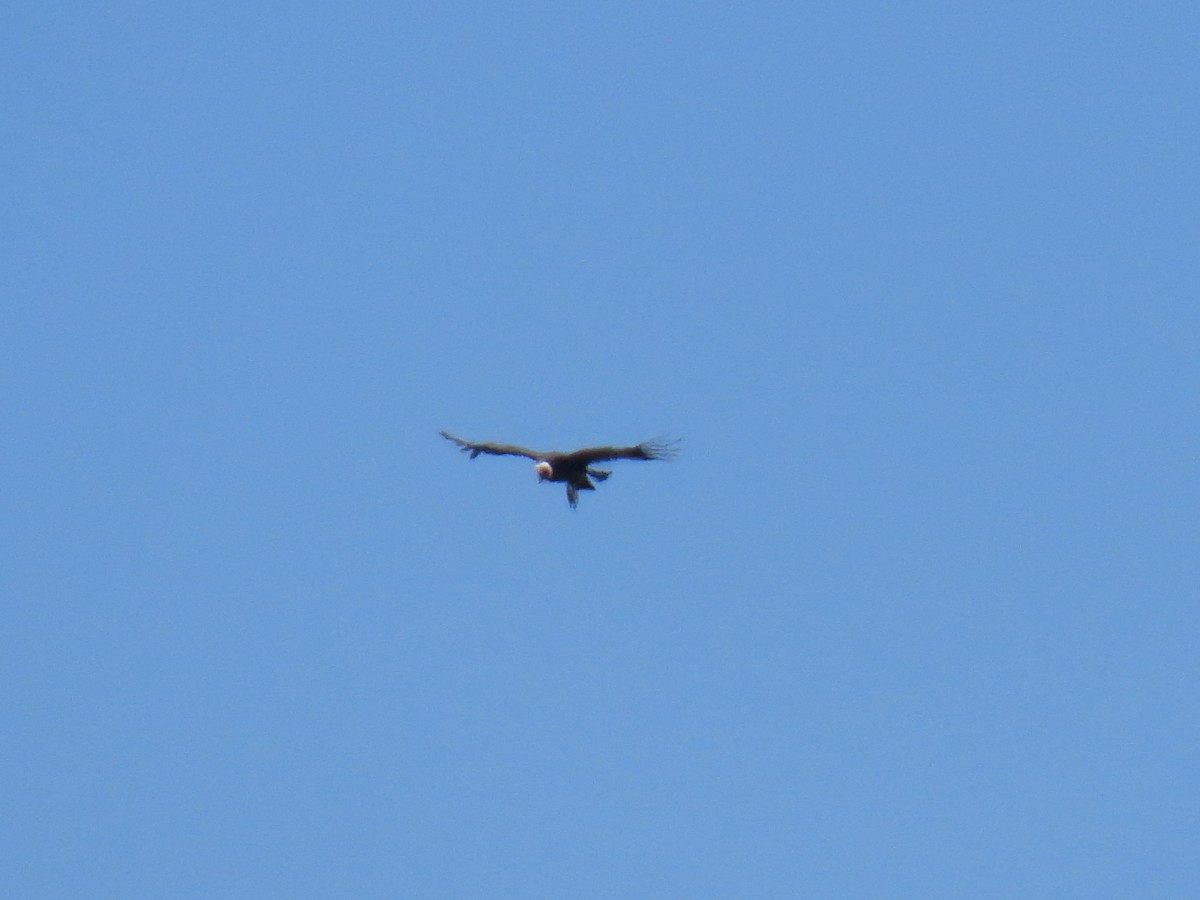 Andean Condor - ML646589145