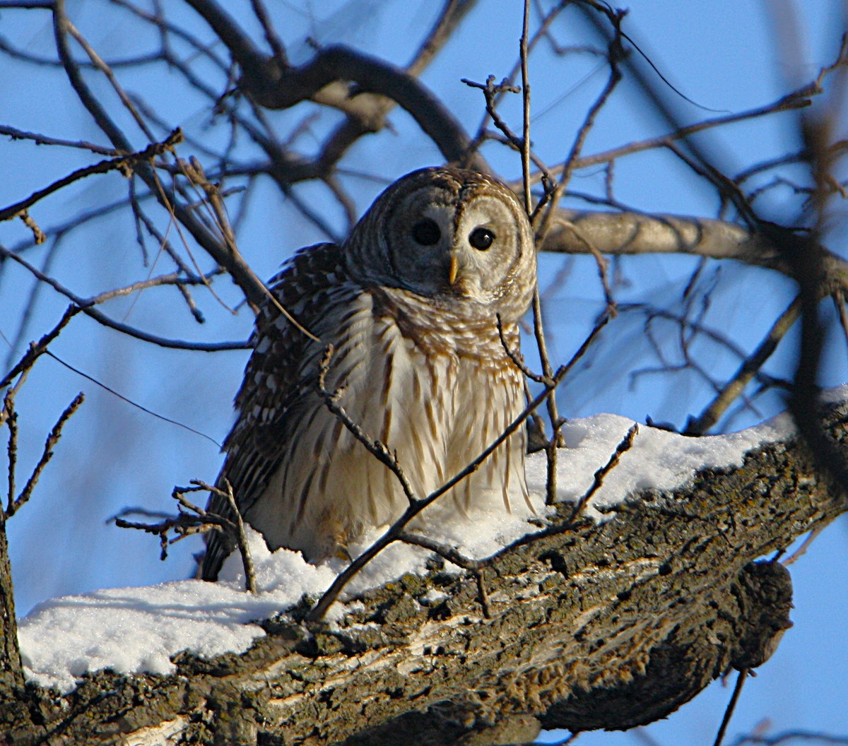 Streifenkauz - ML646589146