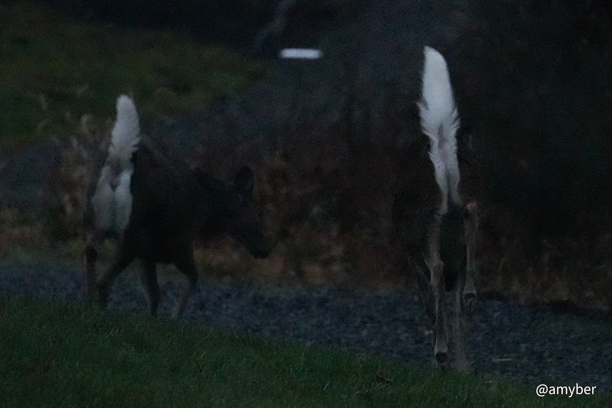 Northern White-tailed Deer - ML646589147