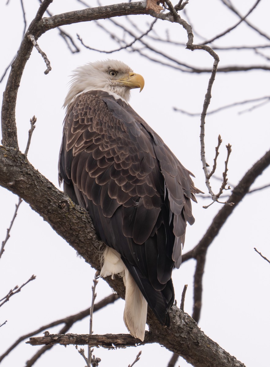 ハクトウワシ - ML646589150