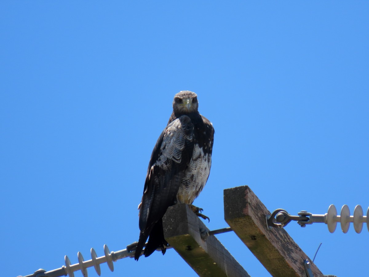 Black-chested Buzzard-Eagle - ML646589154