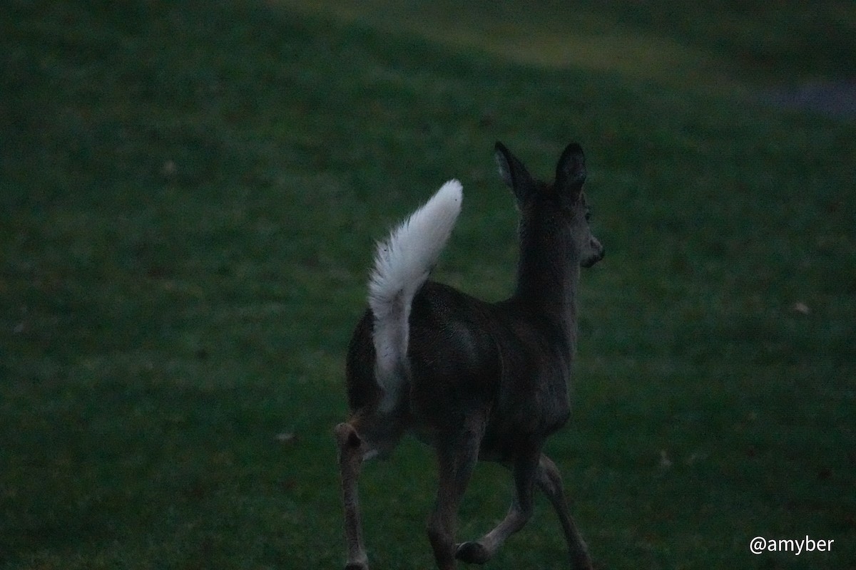 Northern White-tailed Deer - ML646589156
