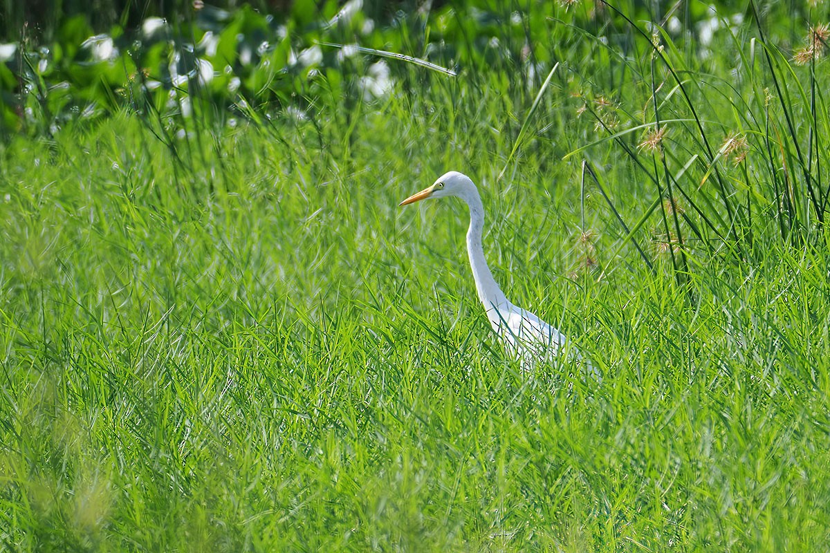 Yellow-billed Egret - ML646589160