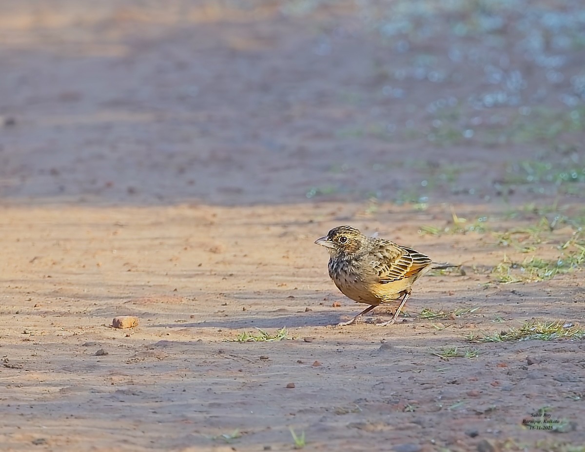 Bengal Bushlark - ML646589164