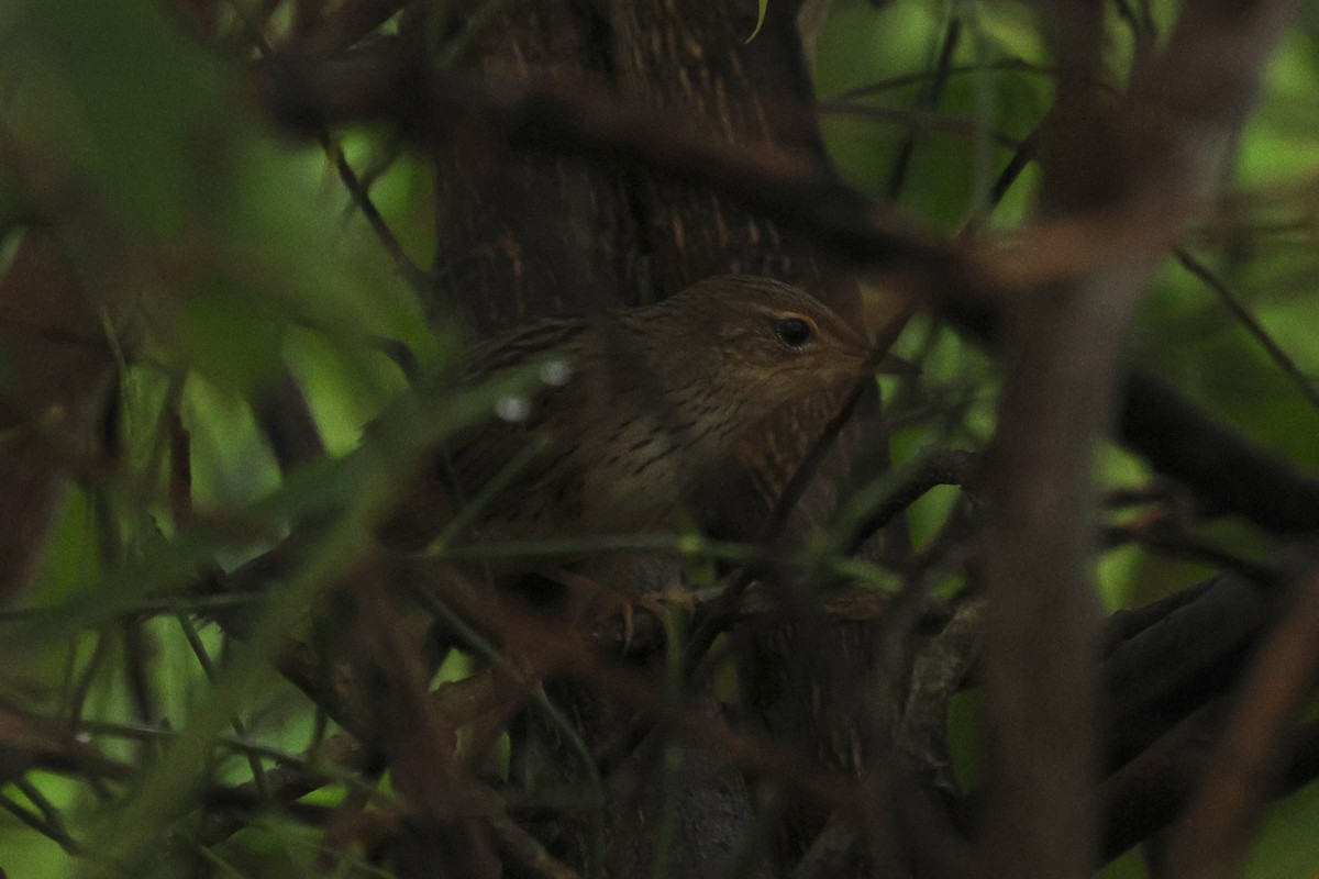 Lanceolated Warbler - ML646589166