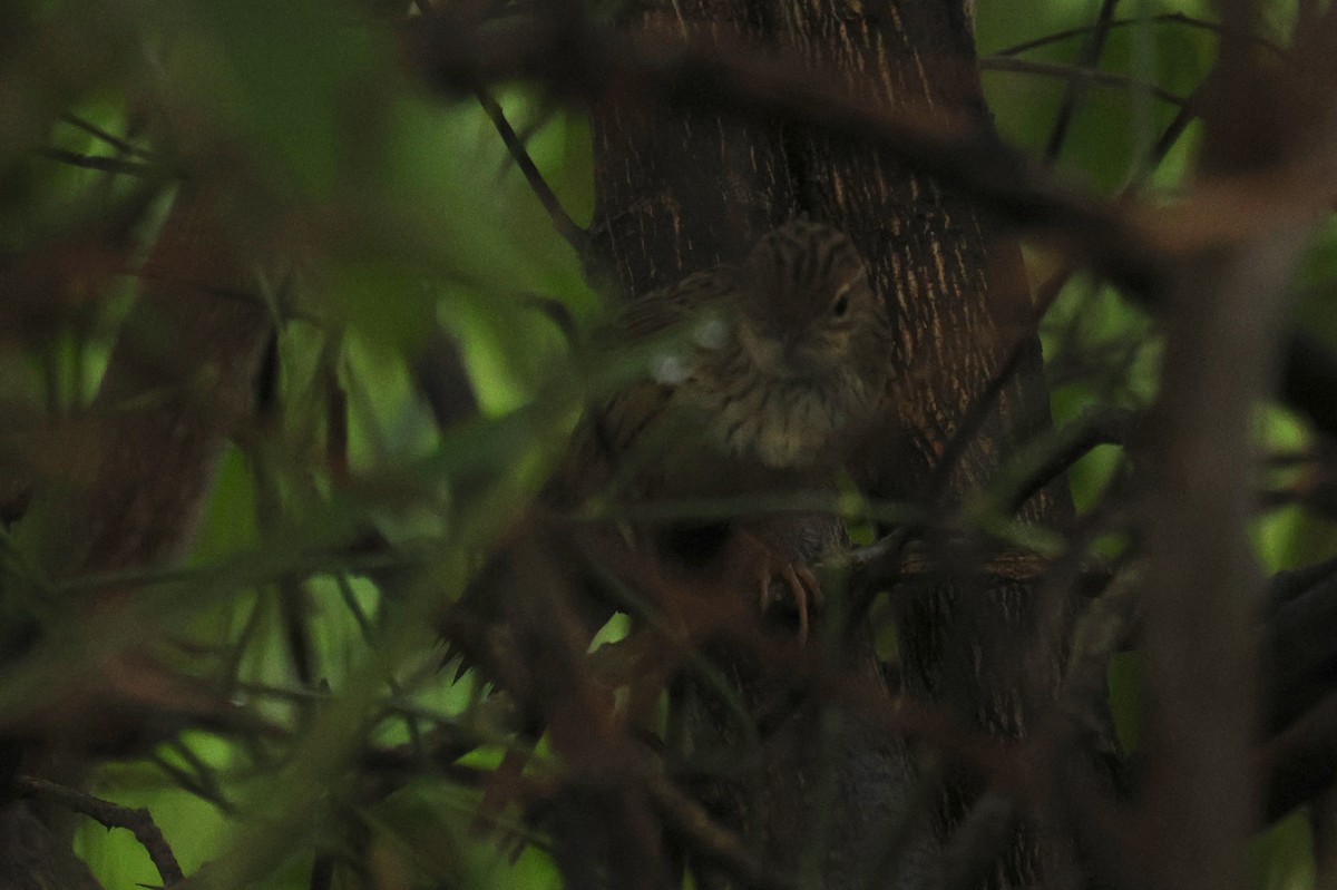 Lanceolated Warbler - ML646589167