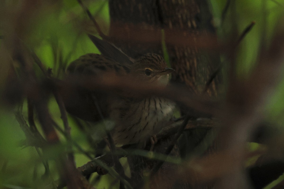 Lanceolated Warbler - ML646589168