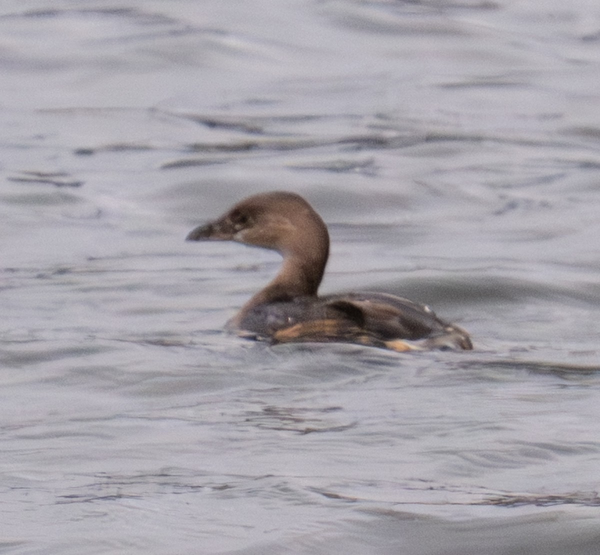 オビハシカイツブリ - ML646589172