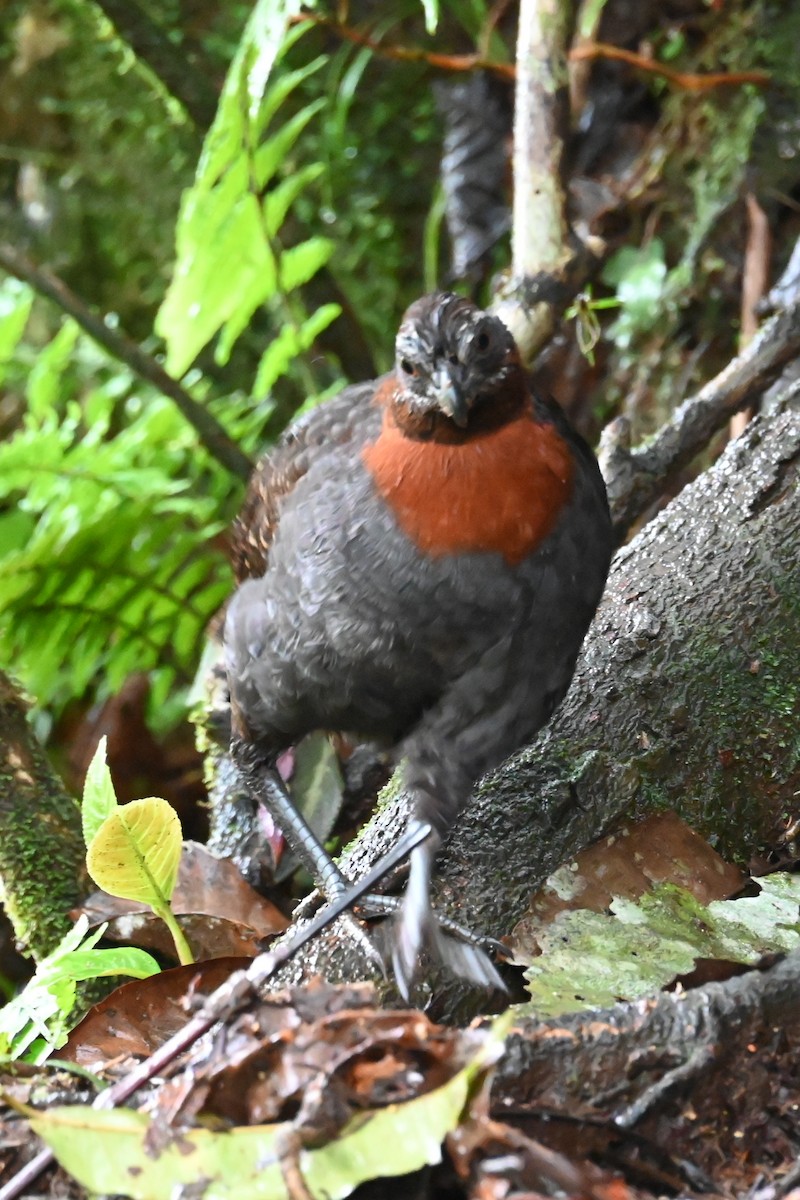Rufous-breasted Wood-Quail - ML646589173