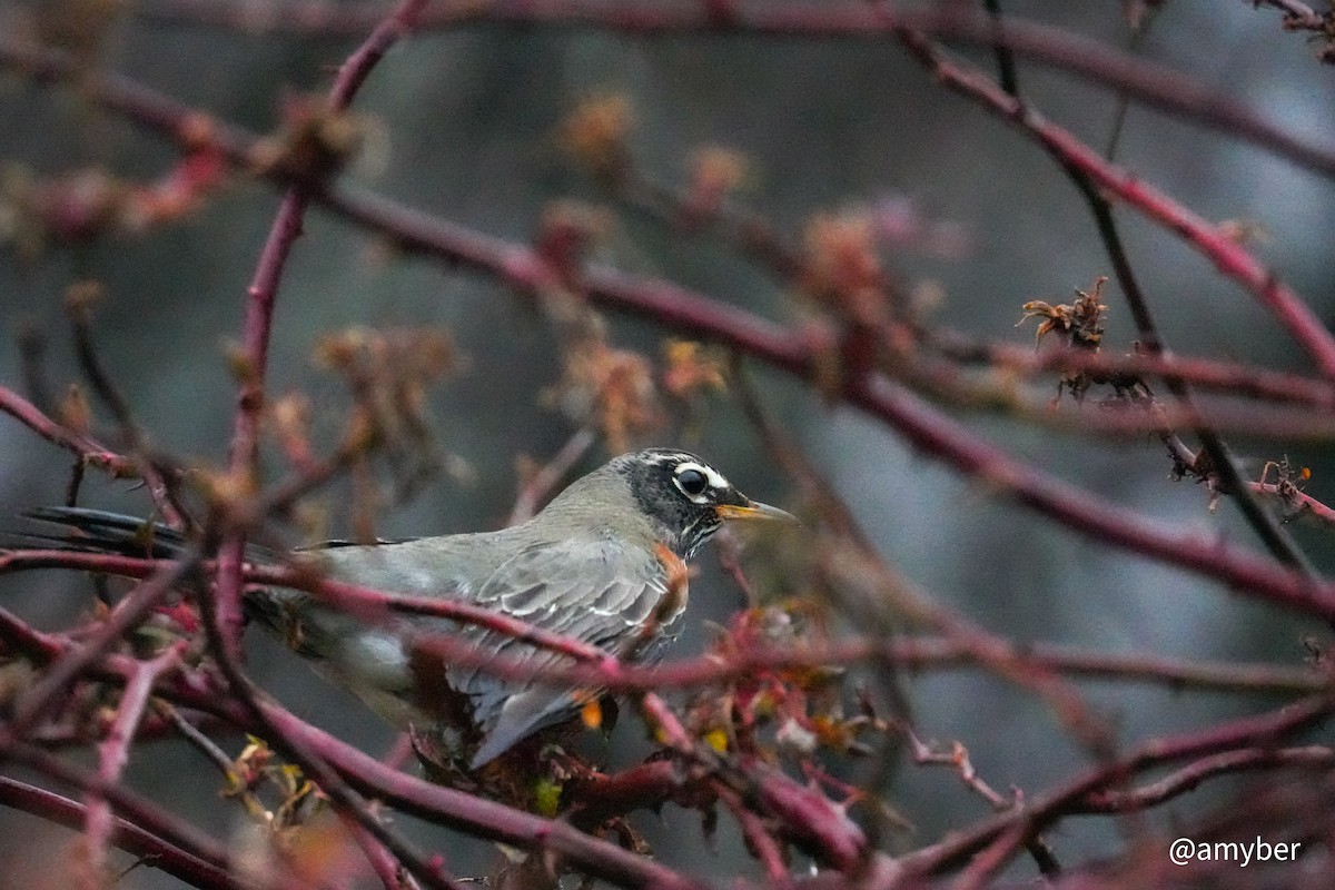 American Robin - ML646589175