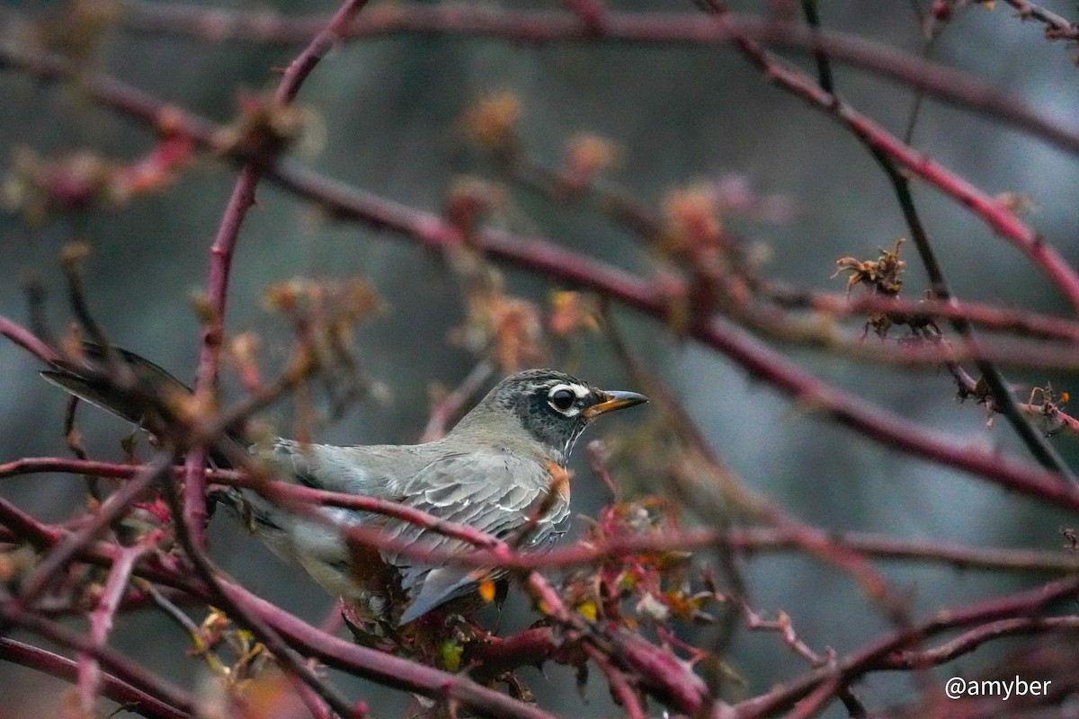 American Robin - ML646589176