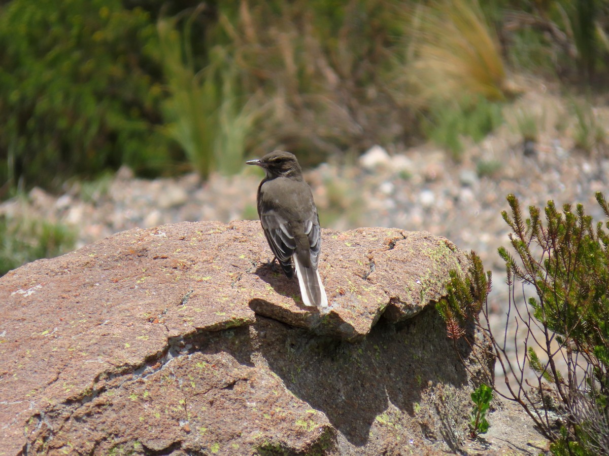 Black-billed Shrike-Tyrant - ML646589179