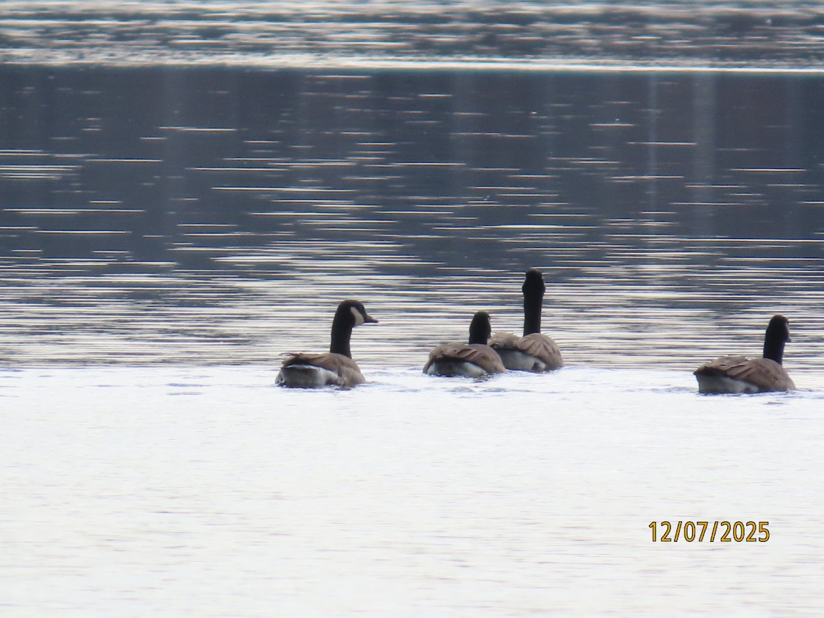 シジュウカラガン - ML646589180