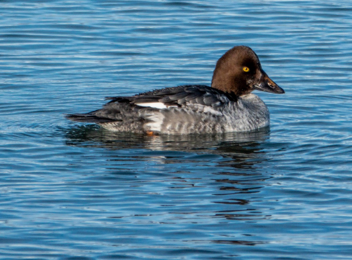 Common Goldeneye - ML646589181
