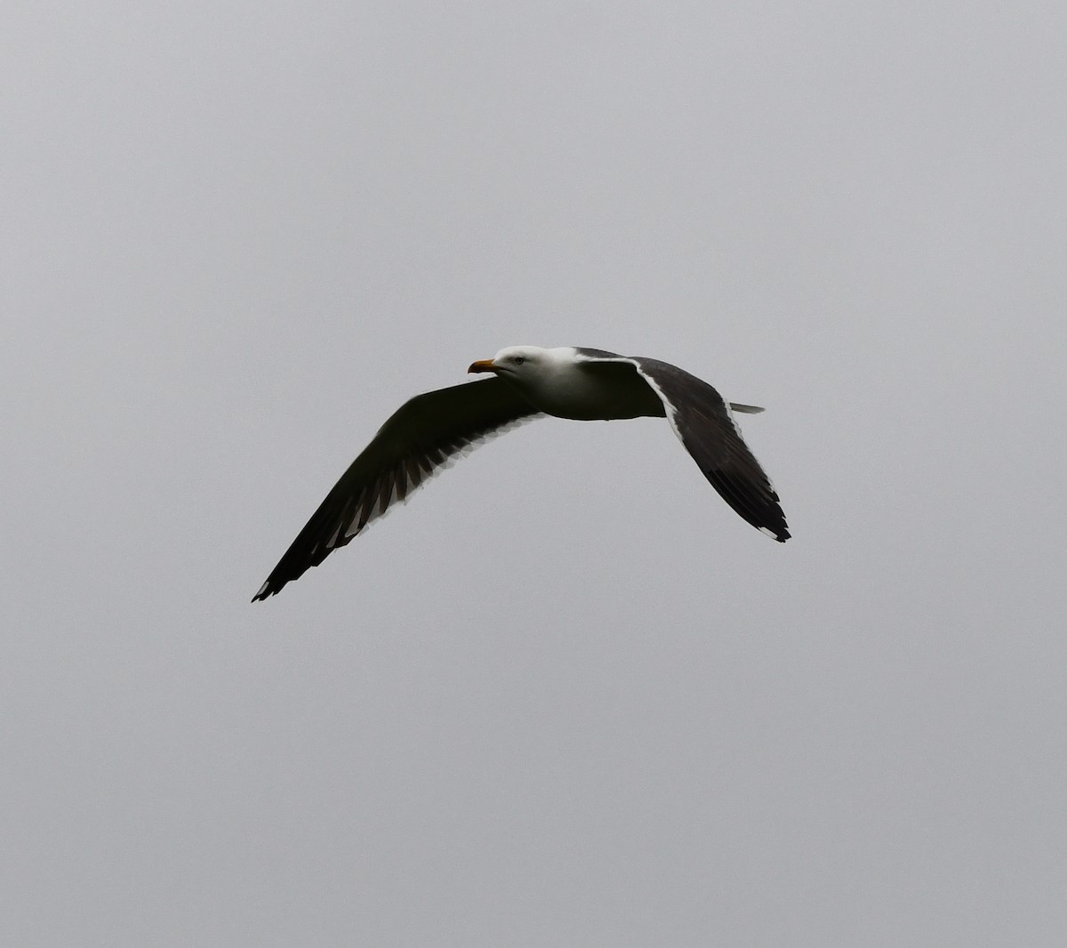Lesser Black-backed Gull - ML646589186