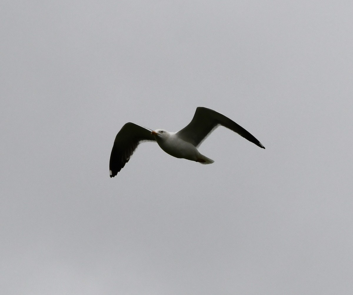 Lesser Black-backed Gull - ML646589187